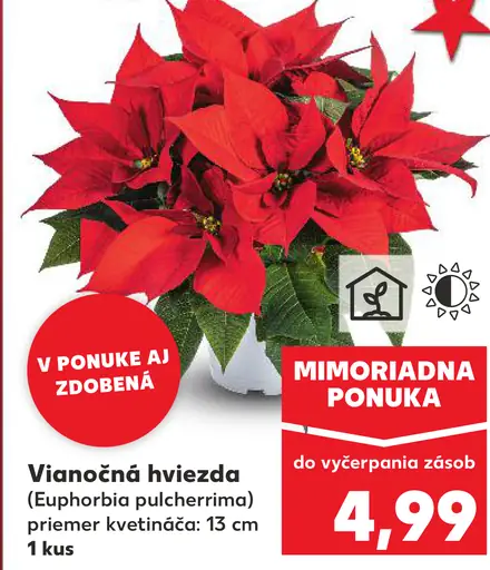 Vianočná hviezda (Euphorbia pulcherrima)