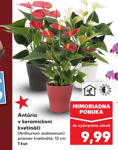Antúria v keramickom kvetináči (Anthurium andraeanum)