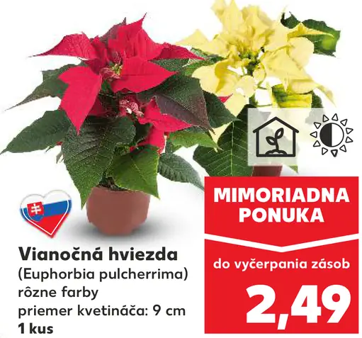 Vianočná hviezda (Euphorbia pulcherrima) rôzne farby