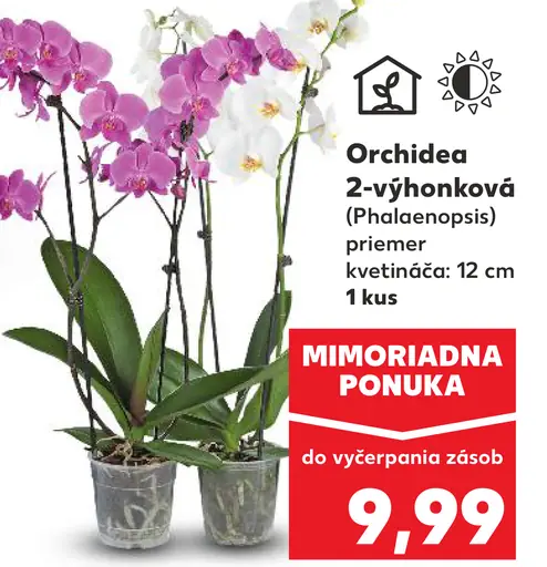 Orchidea phalaenopsis 2-výhonková
