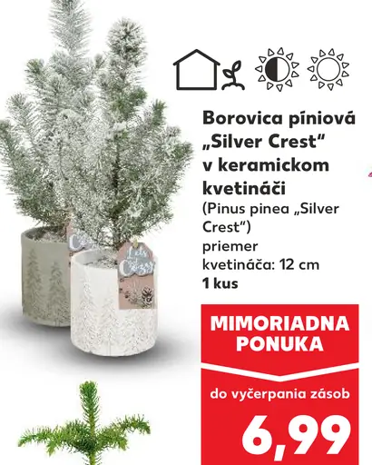 Borovica píniová 'Silver Crest'