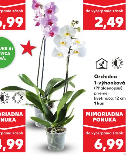 Orchidea 1-výhonková (Phalaenopsis)