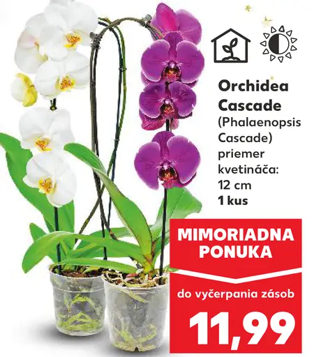 Orchidea Cascade