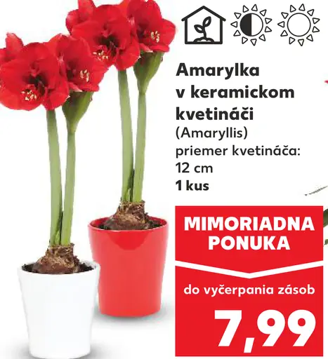 Amarylka v keramickom kvetináči