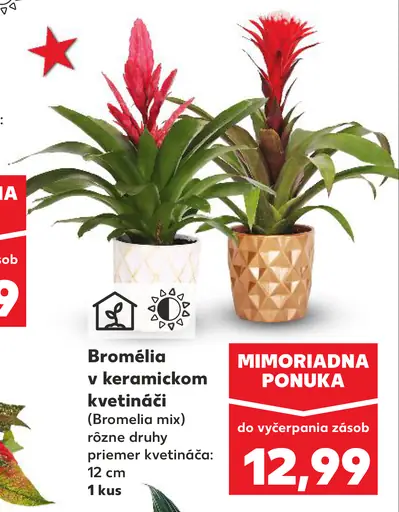 Bromélia v keramickom kvetináči