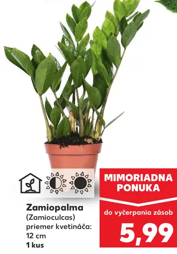 Zamioculcas
