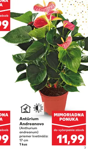 Antúrium Andreanovo