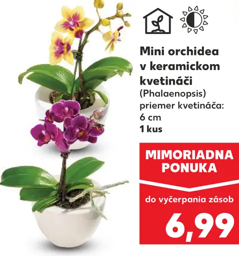 Mini orchidea v keramickom kvetináči