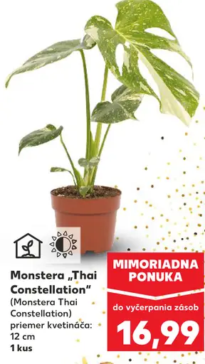 Monstera 'Thai Constellation'