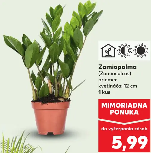 Zamioplalma izbová rastlina