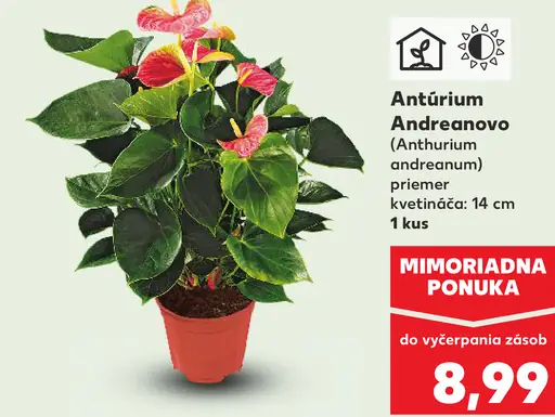 Antúrium Andreanovo kvitnúca rastlina