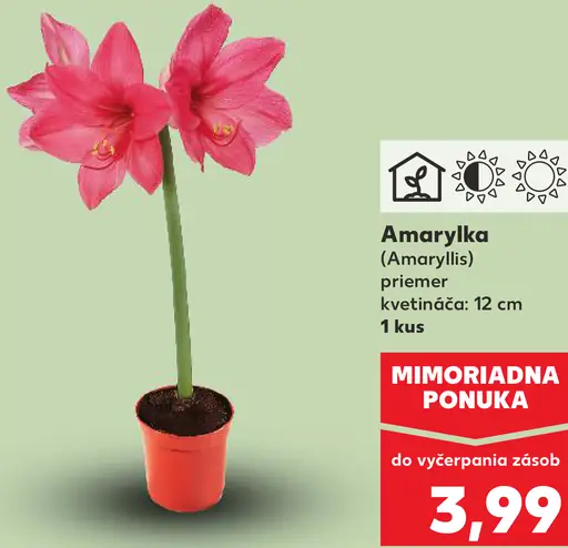 Amarylka kvitnúca rastlina