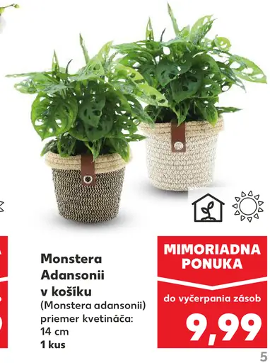 Monstera Adansonii v košíku