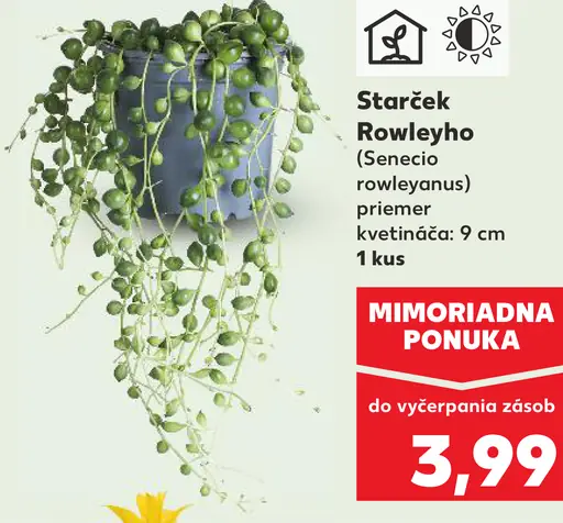 Starček Rowleyho izbová rastlina v kvetináči