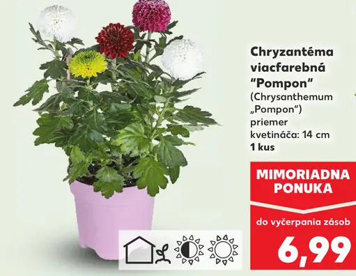 Chryzantéma viacfarebná Pompon v kvetináči