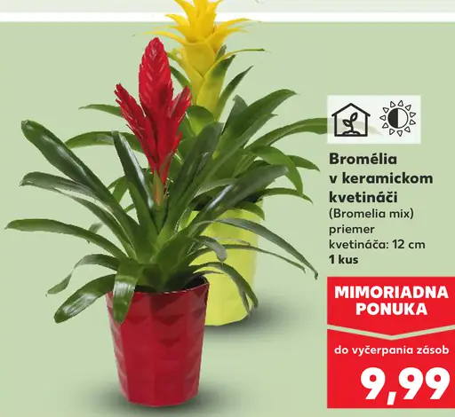 Bromélia v keramickom kvetináči