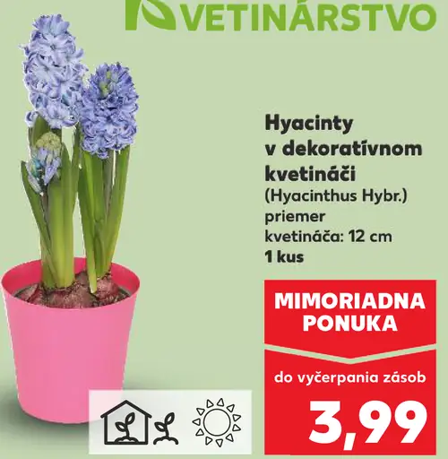 Hyacinty v dekoratívnom kvetináči