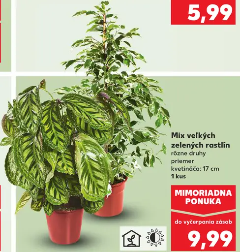 Mix veľkých zelených rastlín