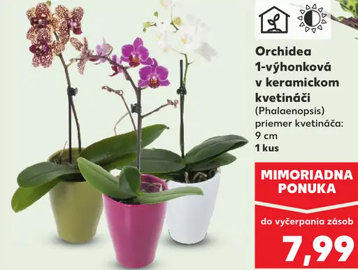 Orchidea 1-výhonková v keramickom kvetináči