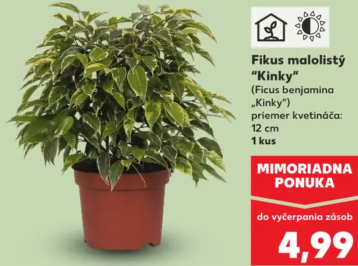 Fikus malolistý Kinky
