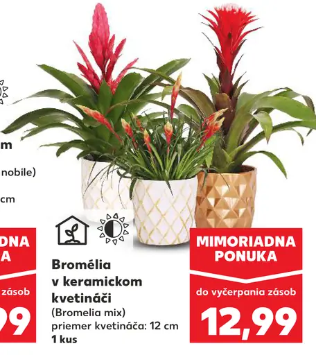 Bromélia v keramickom kvetináči