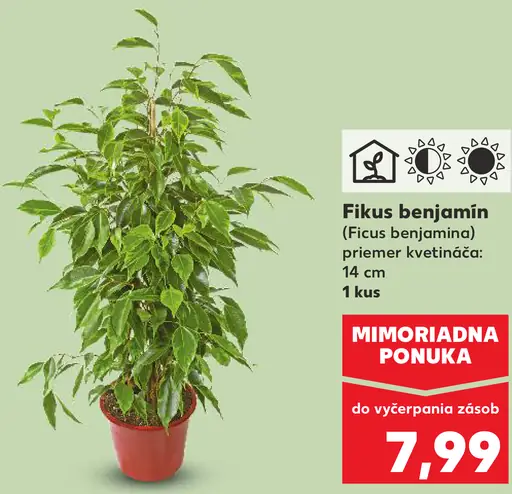 Fikus benjamín v kvetináči (Ficus benjamina)