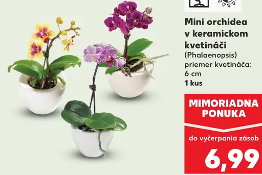 Mini orchidea v keramickom kvetináči