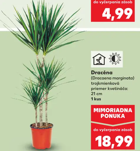 Dračena v kvetináči (Dracaena marginata)