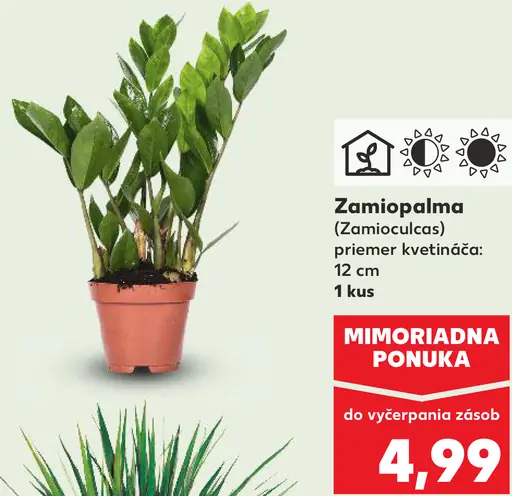 Zamiopalma v kvetináči (Zamioculcas)