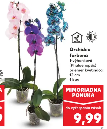 Orchidea 1-výhonková farbená