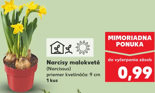 Narcisy malokveté Narcissus kvitnúca rastlina