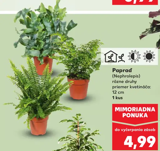 Papraď Nephrolepis izbová zelená rastlina rôzne druhy