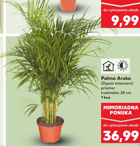 Palma Areka Dypsis lutescens izbová palma