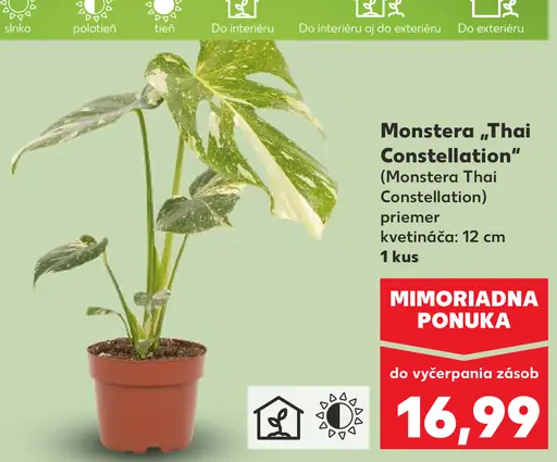 Monstera Thai Constellation v kvetináči