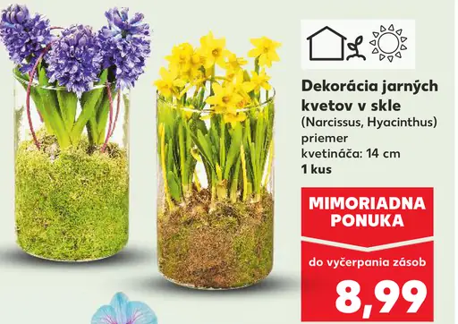 Dekorácia jarných kvetov v skle (Narcissus, Hyacinthus)
