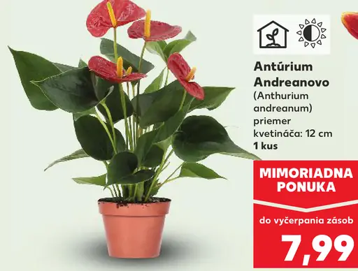 Antúrium Andreanovo v kvetináči (Anthurium andreanum)