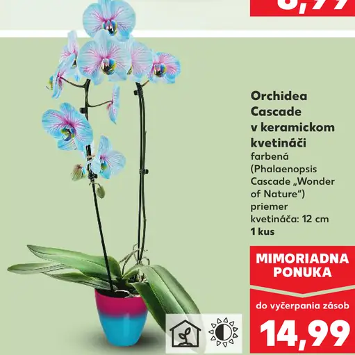 Orchidea Cascade v keramickom kvetináči (Phalaenopsis Cascade „Wonder of Nature“)