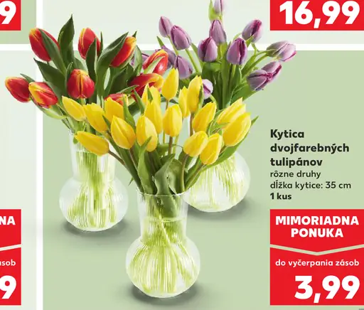 Kytica dvojfarebných tulipánov