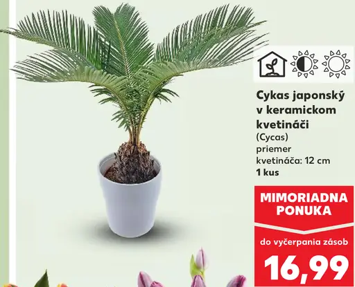 Cycas japonský v keramickom kvetináči