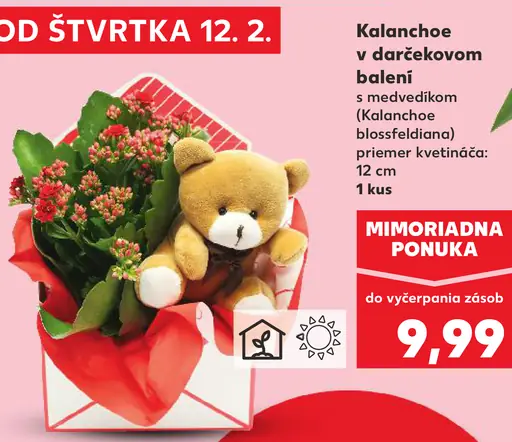 Kalanchoe v darčekovom balení s medvedíkom