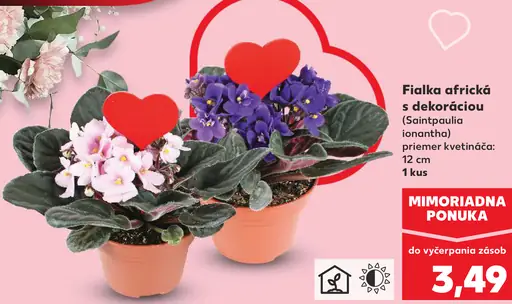 Fialka africká s dekoráciou