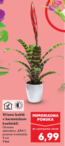 Vrízea lesklá v keramickom kvetináči (Vriesea splendens „ERA“)