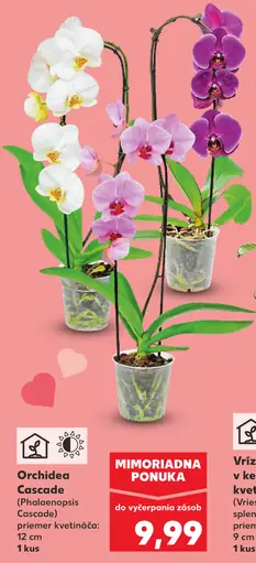 Orchidea Cascade (Phalaenopsis Cascade)