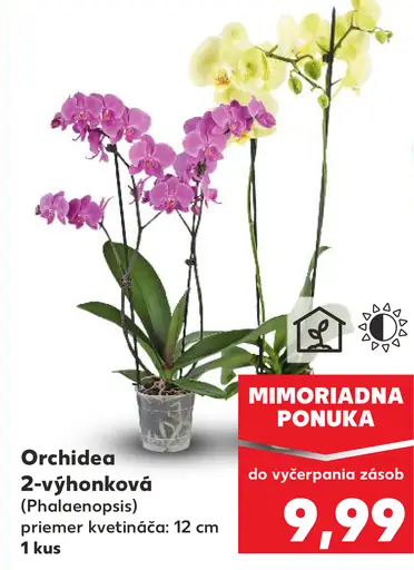 Orchidea phalaenopsis 2-výhonková