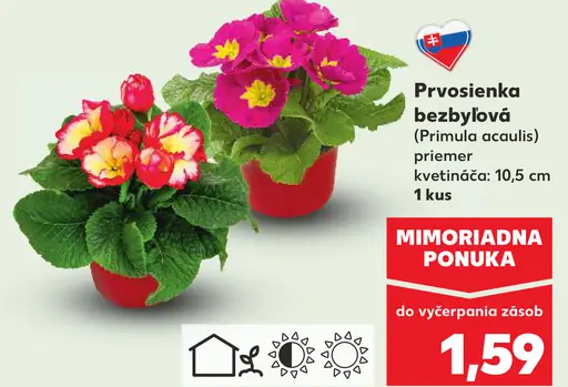 Prvosienka bezbyľová v črepníku