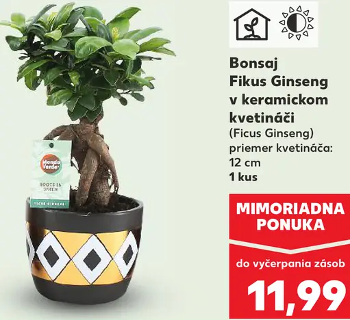 Bonsaj Fikus Ginseng v keramickom kvetináči