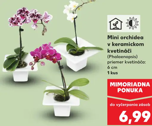 Mini orchidea v keramickom kvetináči