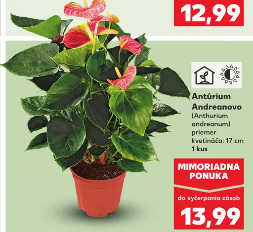 Antúrium Andreamo v črepníku