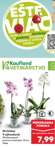 Orchidea 1-výhonková (Phalaenopsis) priemer kvetináča 12 cm