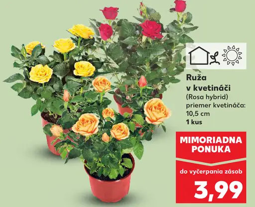 Ruža v kvetináči (Rosa hybrida)
